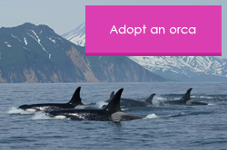 Adopt an orca