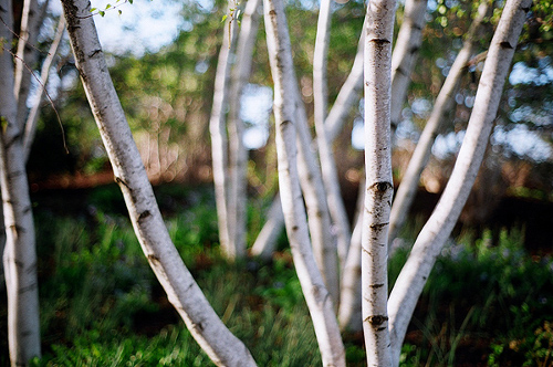 Stand_of_birch_trees