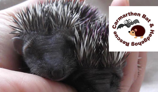Rescued hedgehogs washed with gentle Bio-D products!