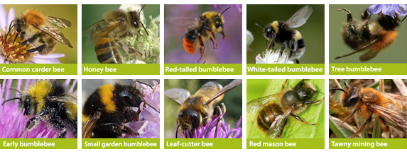 Types of British bees