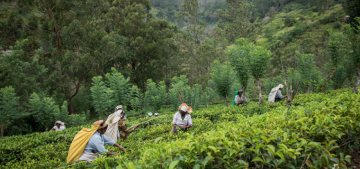 tea farmers