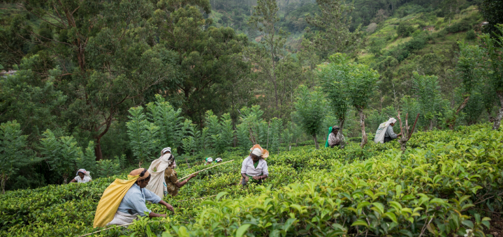 tea farmers