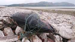 Bycatch - Image by WDC