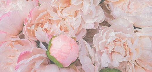 close up of some pink roses. Photo credit Karolina Bobek on Unsplash