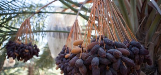 close up of medjoul dates