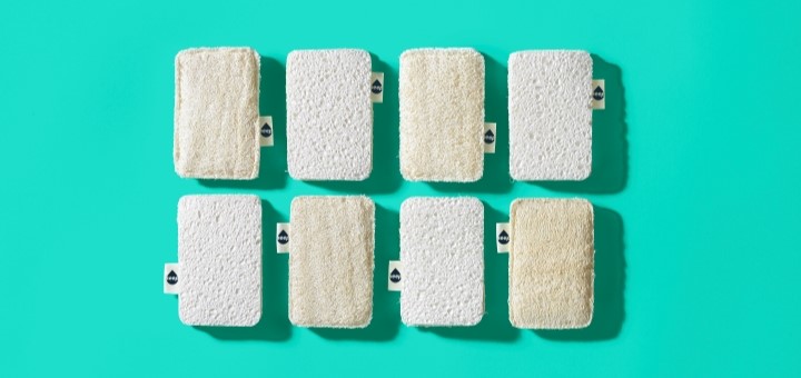 8 Seep sponge scourers shot from above